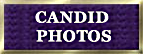 golden retriever breeders, zest golden retrievers north carolina puppy pic button